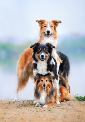 Eine Hundegruppe Collies