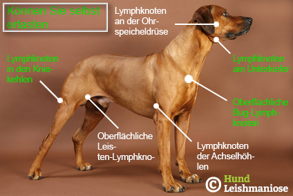 Lymphknoten Hund Skizze