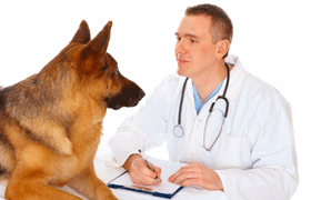 Diagnose Leishmaniose beim Hund